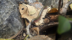 Myriapoda