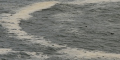 Delphininae