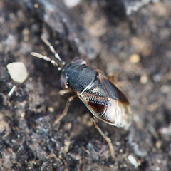 Geocoris