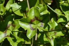 Pelargonium peltatum