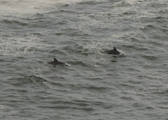 Delphininae