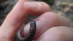 Myriapoda