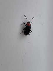 Disonycha xanthomelas
