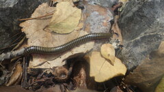 Myriapoda