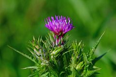 Carduus tenuiflorus