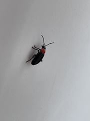 Disonycha xanthomelas