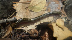 Myriapoda