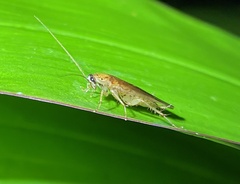 Ectobiidae