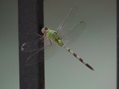 Erythemis vesiculosa