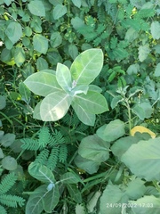 Calotropis gigantea