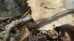 Myriapoda