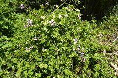 Pelargonium peltatum