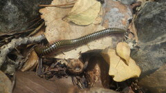 Myriapoda