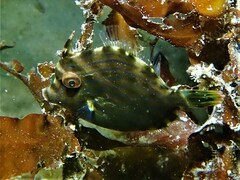 Eubalichthys mosaicus