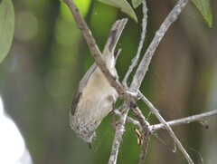 Acanthiza pusilla