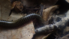 Myriapoda