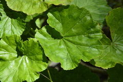 Pelargonium zonale