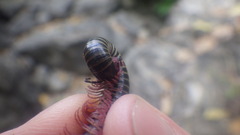 Myriapoda