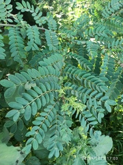 Adenanthera pavonina