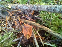 Carpocoris fuscispinus