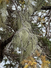 Usnea longissima