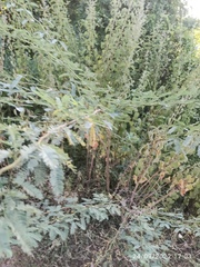 Prosopis juliflora