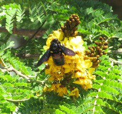 Xylocopa frontalis