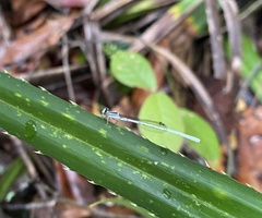 Agriocnemis argentea