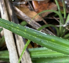 Agriocnemis argentea