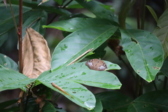 Tanaecia pelea