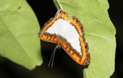 Nymphidium caricae
