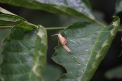 Helicarionoidea