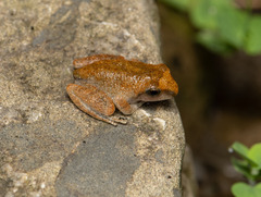 Buergeria robusta