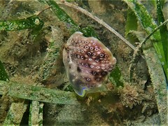 Brachaluteres jacksonianus