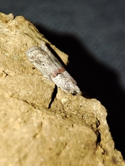 Acrobasis bithynella