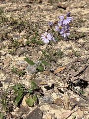 Symphyotrichum undulatum