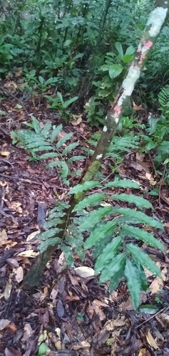 Lomariopsidaceae image