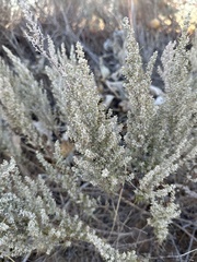 Artemisia filifolia