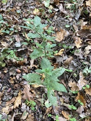 Neoerysiphe galeopsidis