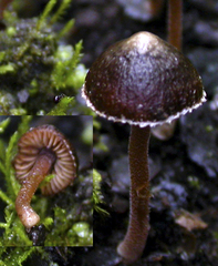 Inocybe tenax