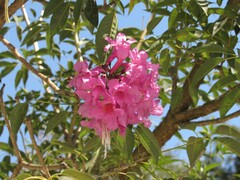Handroanthus heptaphyllus