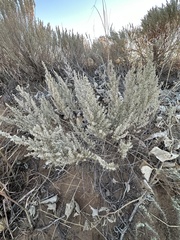 Artemisia filifolia