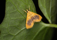 Mabra eryxalis