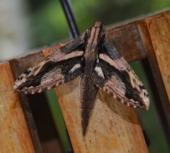Xylophanes ceratomioides