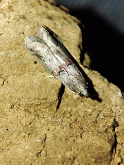 Acrobasis bithynella