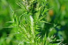 Carduus tenuiflorus