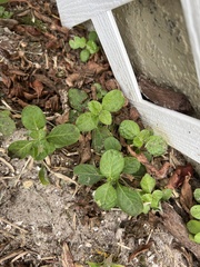 Parietaria floridana