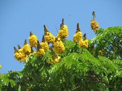 Cenostigma pluviosum