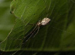 Tylorida