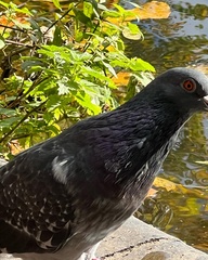 Columba livia domestica